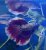 Betta spl.Half-Moon male SAMEC vel. XL