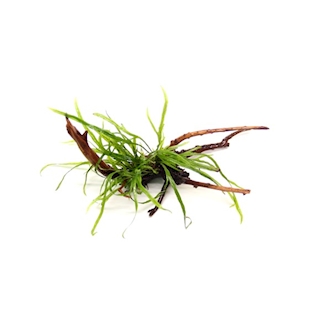 10 Microsorum pteropus Trident on Spiderwood