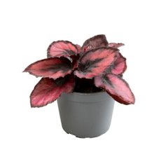 Begonia rex ‘Red Kiss’