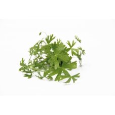 Ranunculus inundatus In-Vitro