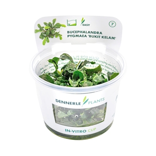 Bucephalandra spec. Wavy Leaf In-Vitro