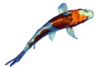 KOI kapři