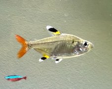 Tetra průsvitná - Pristella maxillaris vel. 2,5-3cm