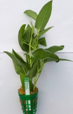 Saururus cernuus T