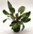 Cryptocoryne wendtii Mi Oya