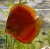 Terčovec - S.discus Marlboro red vel. 6cm