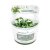 Bucephalandra spec. Wavy Leaf In-Vitro