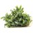 7 Bucephaandra spec.mini Needle leaf - IN VITRO