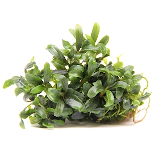 7 Bucephaandra spec.mini Needle leaf - IN VITRO