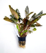 Cryptocoryne tropica