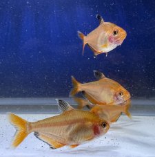 Tetra krvavá - Hyphessobrycon eques vel. 2,5-3cm