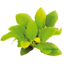 Anubias nana Gold