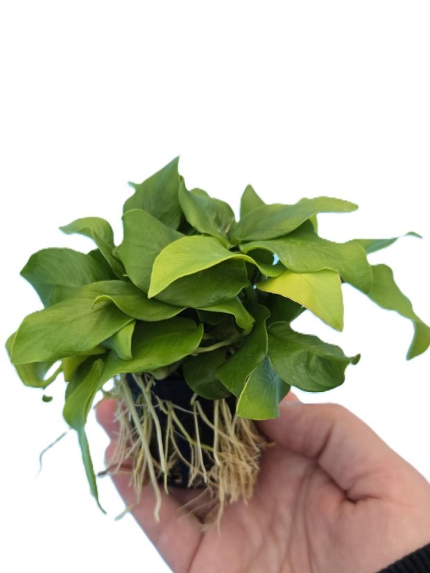 Anubias nana "Golden"XL