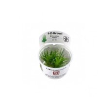 5 Eriocaulon cinereum In-Vitro