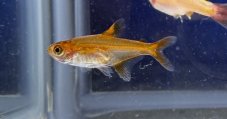 Tetra ohnivá - Hyphessobrycon amandae vel. 2,5-3cm
