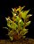 Alternanthera reineckii