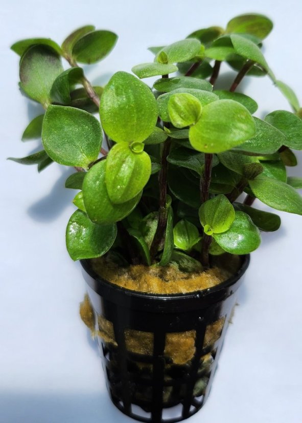 Callisia repens T (turtle)