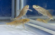 Garra rufa-Doctor fish vel. 4-5cm