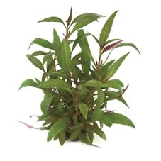Alternanthera reineckii ROT, XXL