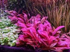 Samolus parviflorus red - em.