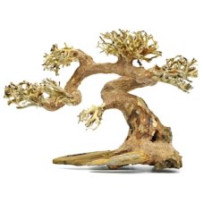 MC Kořen Claw Bonsai, XS 25x18cm