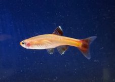 Zlatá Kardinálka čínská - Tanichthys albonubess gold vel. 2-3cm