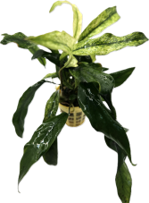 Anubias barteri var. glabra Variegated
