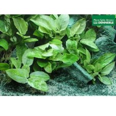 Anubias nana ´Pinto´