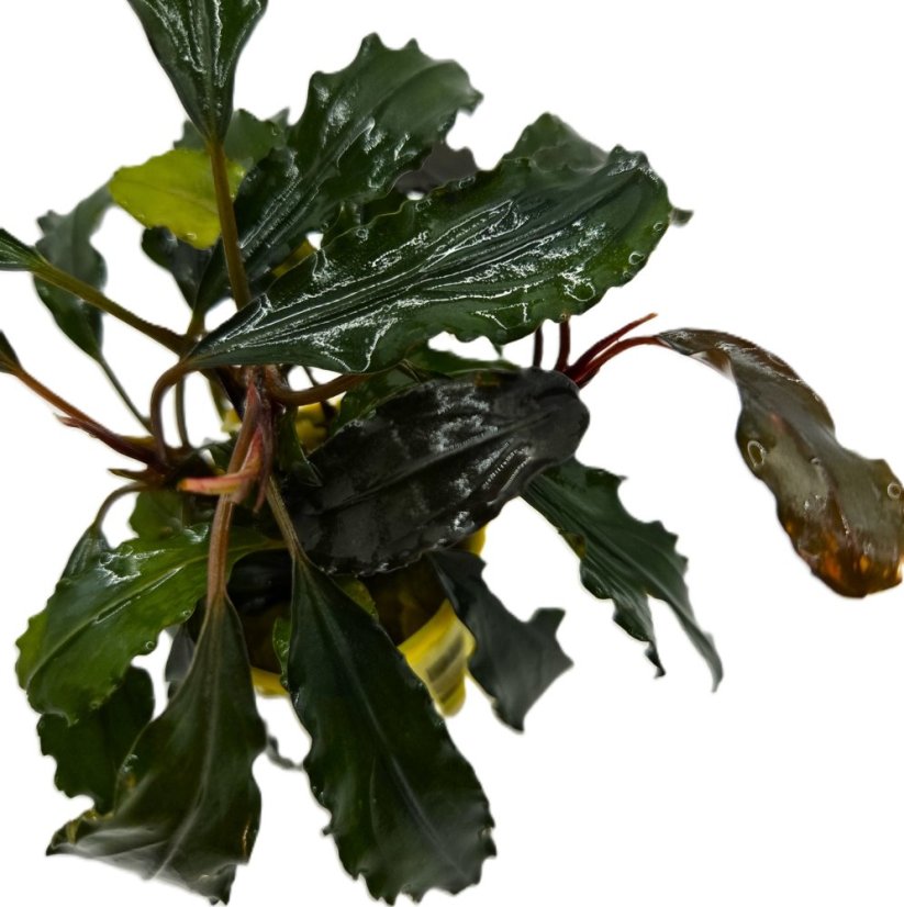 Bucephalandra biblis red