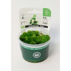 Nymphoides spec. ´Taiwan´  In-Vitro