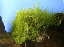 Vesicularia dubyana