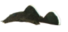 Krunýřovci a pancéřníčci