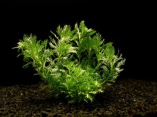 Hottonia inflata