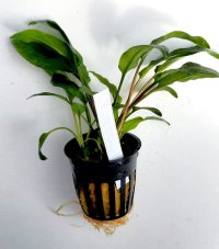 Cryptocoryne wendtii broad leaf
