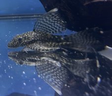 Krunýřovec obyčejný long fin - Ancistrus sp. vel. 5cm