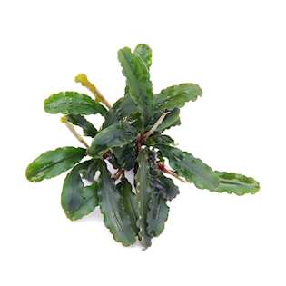 Bucephalandra spec. ´Wavy Leaf´