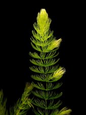 Ceratophyllum demersum
