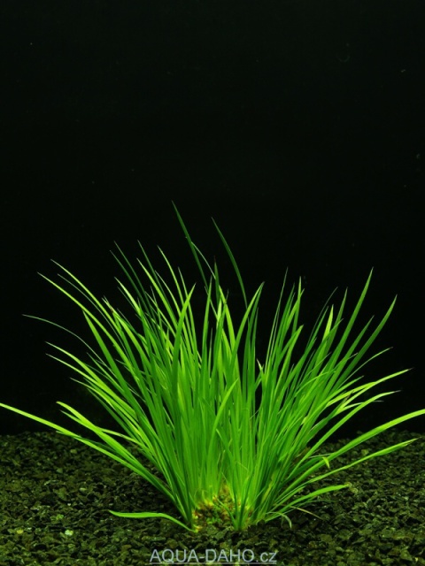 Acorus gramineus T