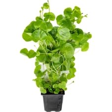 Hydrocotyle leucocephala xxl