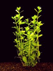 Bacopa monniera