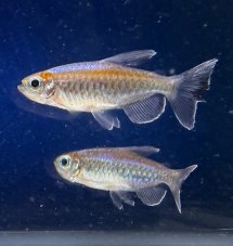 Tetra konžská - Phenacogrammus interruptus vel. 3,5-4cm