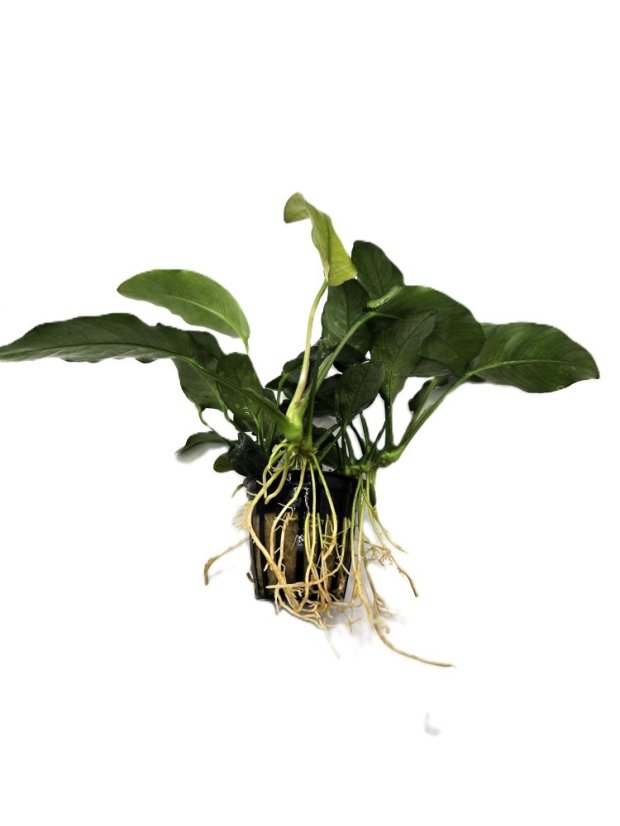 Anubias barteri var. barteri Oriental green