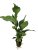 Anubias heterophylla