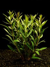 Limnophila hippuroides red