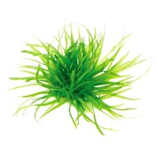 Blyxa japonica In-Vitro