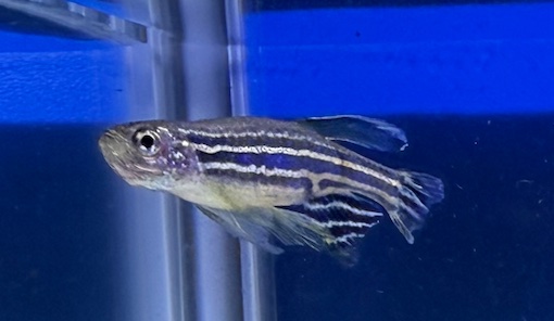 Dánio pruhované dlouhoploutvé - Danio rerio dlouhoploutvé vel. 3-4cm