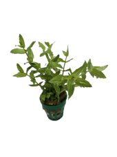 Gratiola viscidula