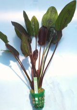 Echinodorus Krapčatnyj XXL