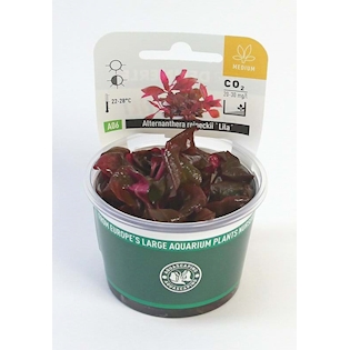 Alternanthera reineckii ´Lila´  In-Vitro