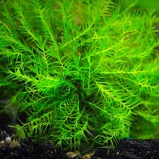 11 Fissidens geppii,pad